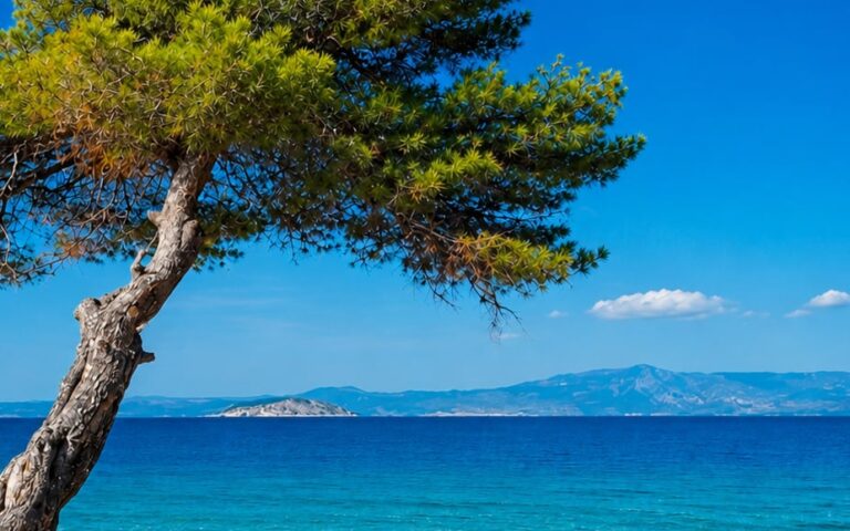 Possidi Beach Kassandra Halkidiki with famous leaning pine tree